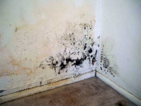 How To Remove Mold From My Painted Walls Maryland Home Moldgone Net