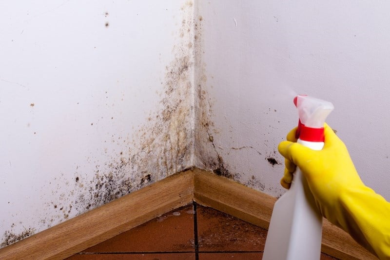 What is an acceptable indoor mold spore count?